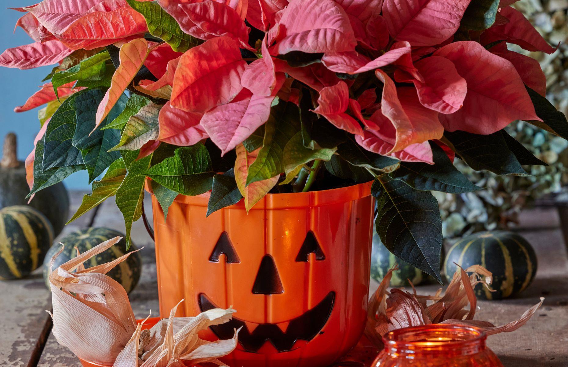 Give pumpkins a hair-raising twist